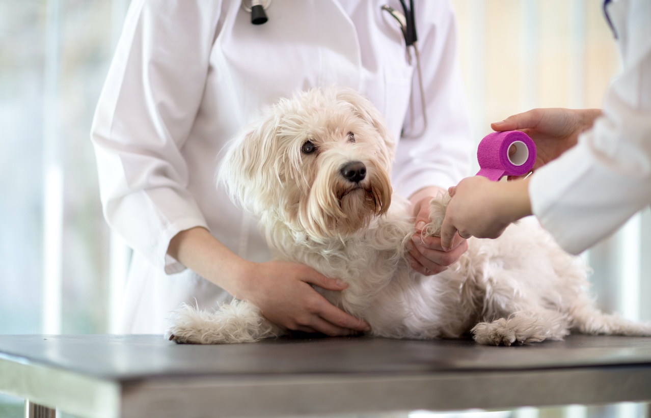 Kleiner Hund beim Tierarzt erhält einen Verband an einer Vorderpfote.