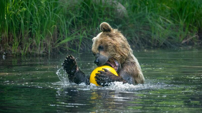 Ein Braunbär spielt in einem Gewässer mit einem gelben Ball