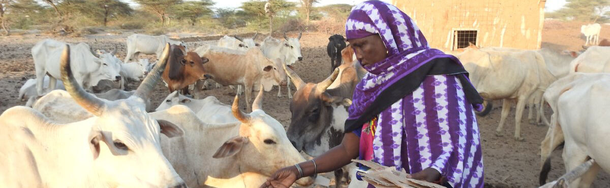 Eine afrikanische Frau füttert Rinder mit Karton-Fetzen