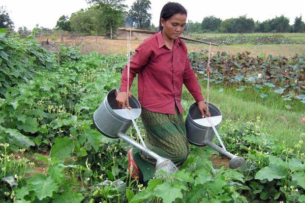 Frau auf einem Feld in Kambodscha gießt ihr Feld