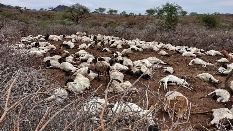 Verhungerte Schafe in Kenia