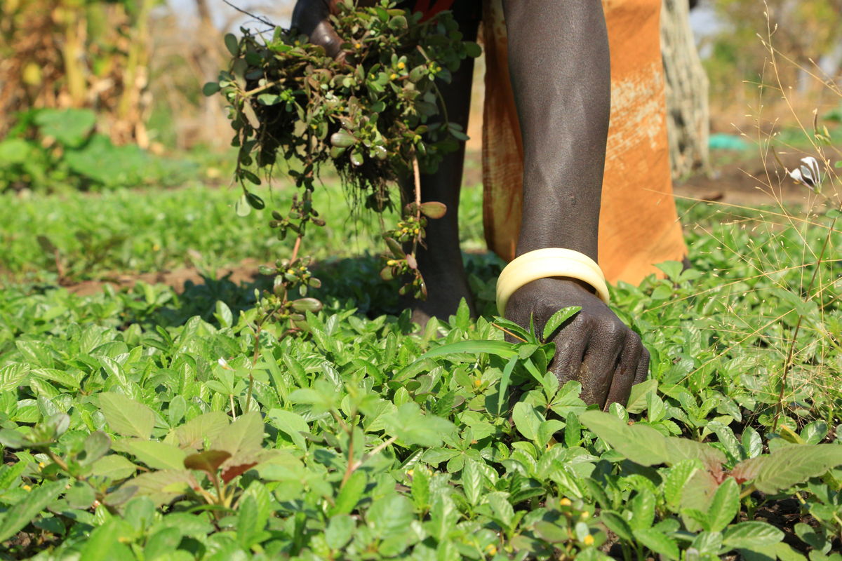 Mensch mit Lepra betreibt Landwirtschaft im Südsudan