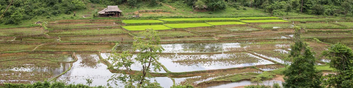 Reisfelder in Myanmar: Brutgebiet für Malaria