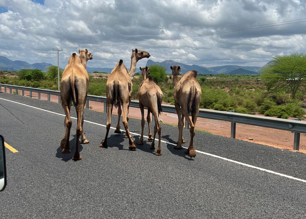 Kamele versperren den Weg