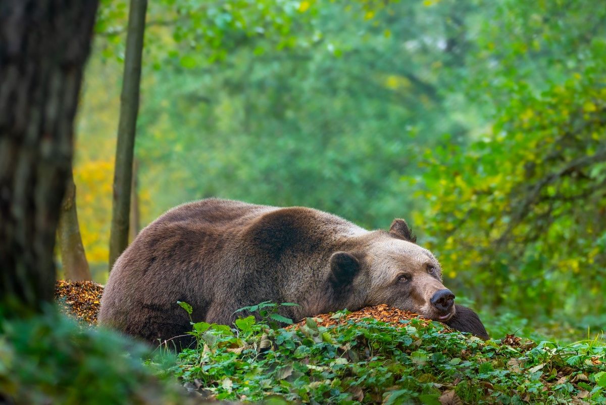Ein Braunbär liegt auf dem Waldboden und schaut in die Kamera. © BÄRENWALD Müritz Pfotenpaparazzi