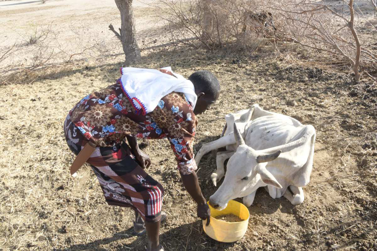 Eine Person in farbenfroher, afrikanischer Kleidung füttert ein stark unterernährtes Rind.