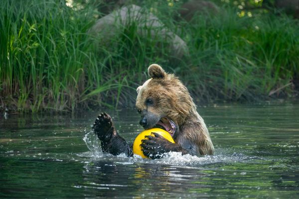 Ein Bär spielt mit einem gelben Ball in einem Fluss.