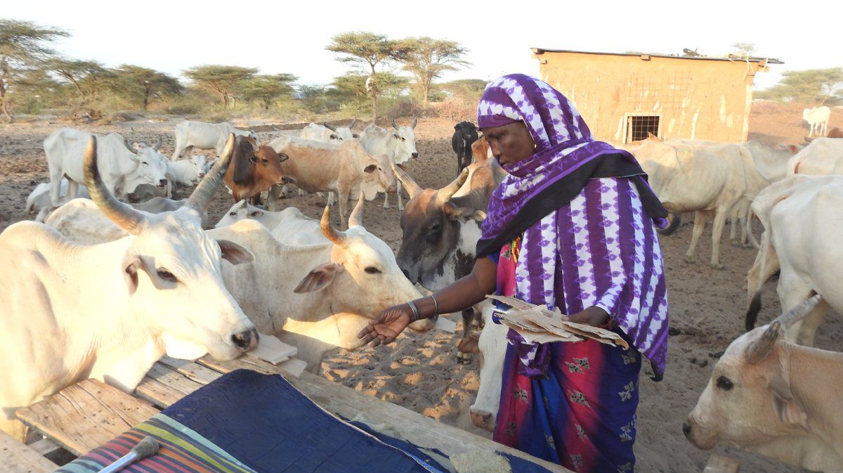 Eine afrikanische Frau füttert Rinder mit Karton-Fetzen