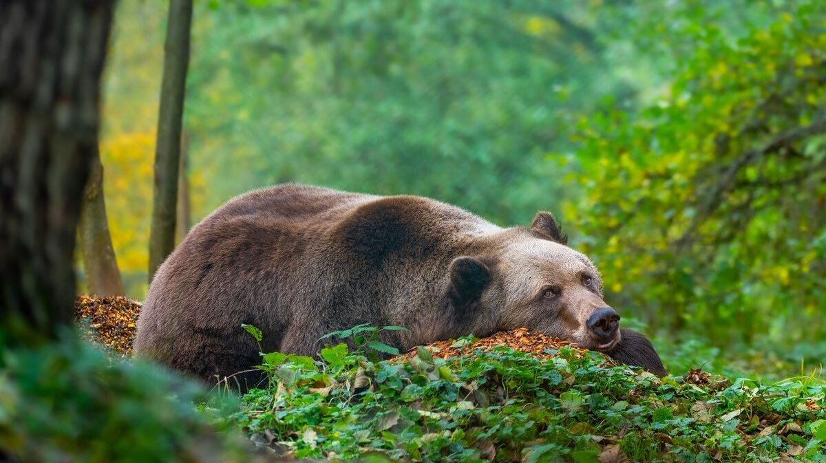 Ein Braunbär liegt auf dem Waldboden und schaut in die Kamera. © BÄRENWALD Müritz Pfotenpaparazzi