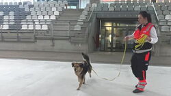 Auf der eisfreien Fläche der Arena steht eine Malteser Helferin und hält an der Leine einen Rettungshund.