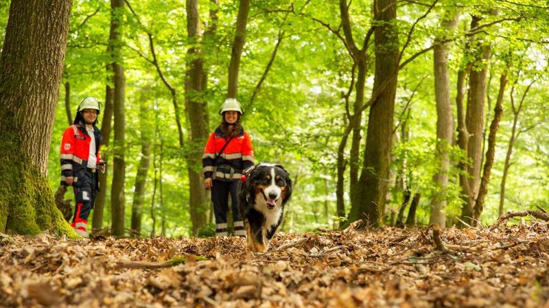 Ein Rettungshund in einem Wald.