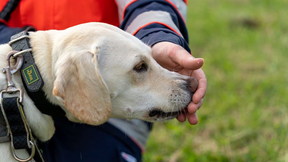Labrador, der zu der Malteser Rettungshundestaffel gehört.