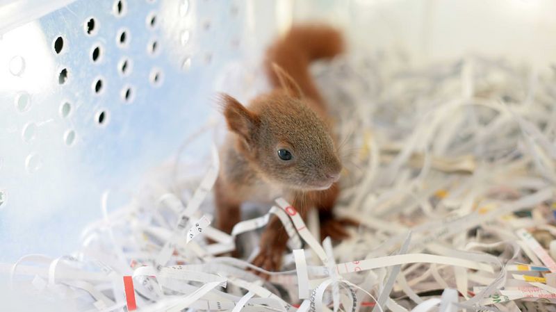 Ein junges Eichhörnchen in einer Kunststoffbox