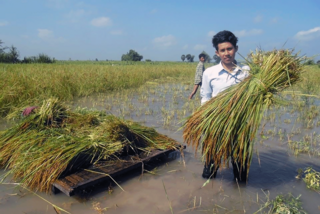 Mann aus Kambodscha bei der Ernte