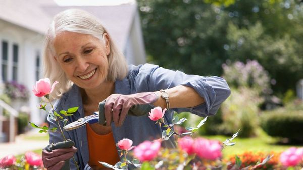 Eine ältere, lächelnde Frau beschneidet Rosen.