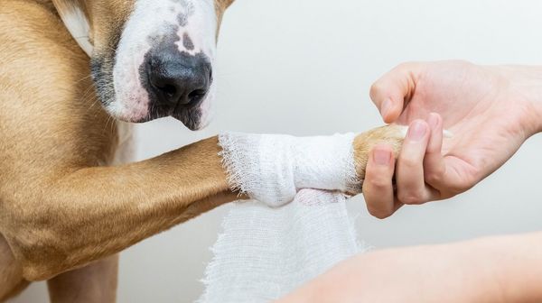 Ein Hund erhält einen Verband an der rechten Vorderpfote.