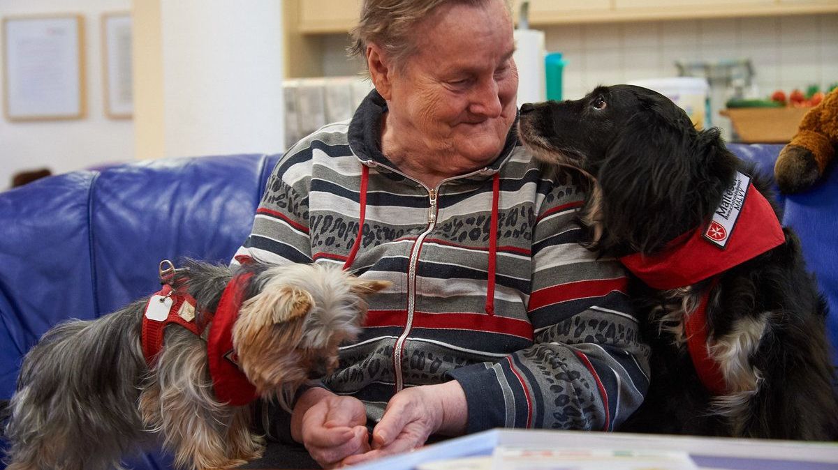 Zwei Therapiehunde und ein älterer Mann