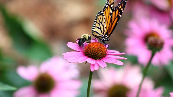 Eine Biene und ein Schmetterling sitzen auf einer violetten Blume.