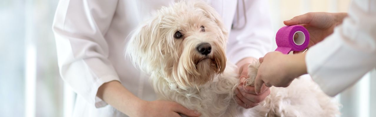 Kleiner Hund beim Tierarzt erhält einen Verband an einer Vorderpfote.