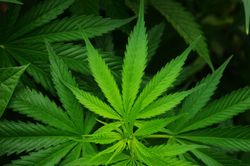 Ein Cannabis Blatt