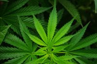 Ein Cannabis Blatt