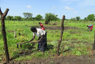Frauen arbeiten auf dem Feld im Südsudan