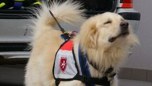 Hund mit Hundegeschirr mit Malteser Logo