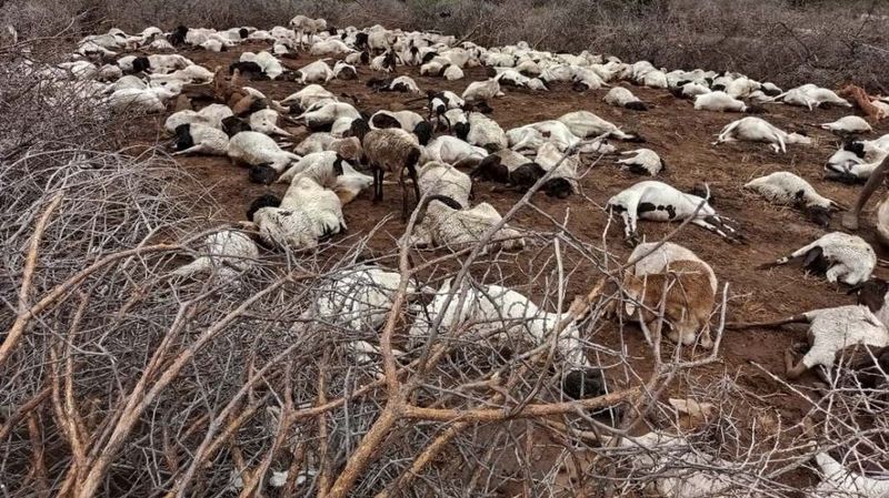 Tote, auf der Seite liegende Schafe in einer Steppenlandschaft