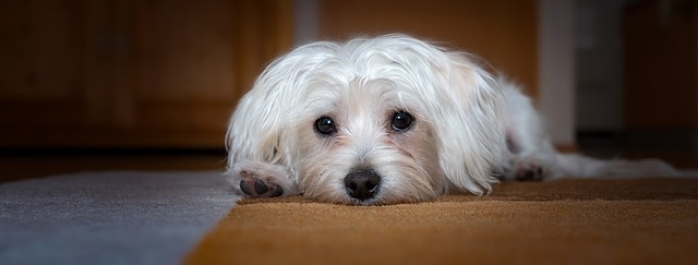 Ein Malteser Hund liegt auf einem Teppich und schaut in die Kamera